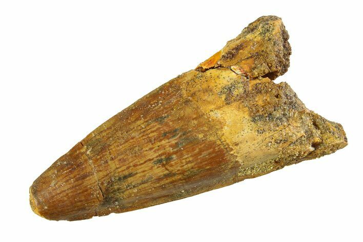 Fossil Spinosaurus Tooth - Real Dinosaur Tooth #351553